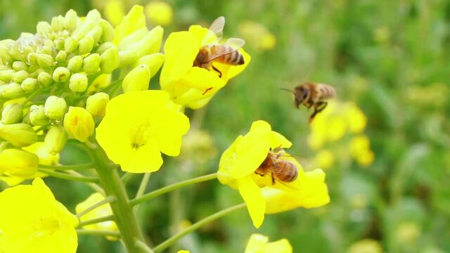 Slow motion of honey bees collecting pollen on the spring oil seed field blooming rape flower in spring day bee flying around flowers in the nature 