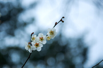 Beautiful white Plum blossoms on early spring background blue sky.