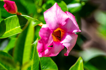 Horace's Duskywing Skipper in a Mandevilla flower