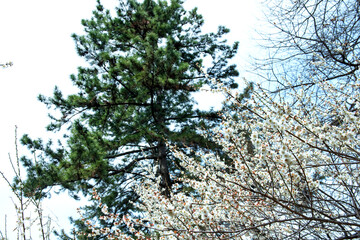 Beautiful white Plum blossoms on early spring background blue sky.