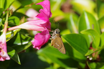 Twin-spot Skipper