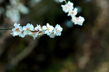 Beautiful white Plum blossoms on early spring background blue sky.