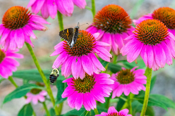 Skipper and Bee on Cone Flowers