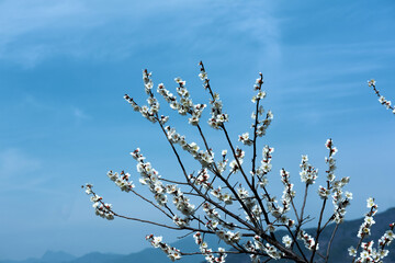 Beautiful white Plum blossoms on early spring background blue sky.