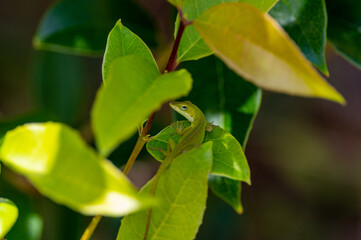 Green Lizard on a Green Leaf