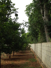 Un pequeño huerto de arboles de naranja 