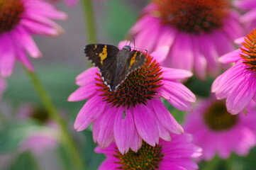 Silver-spotted Skipper on a Purple Coneflower
