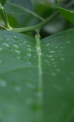 drop on plant leaf