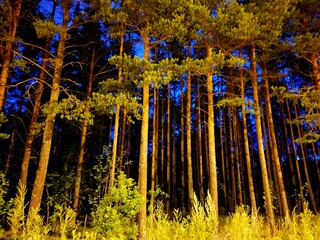 big trees in the night