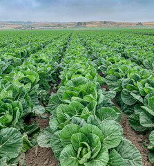 field of greens