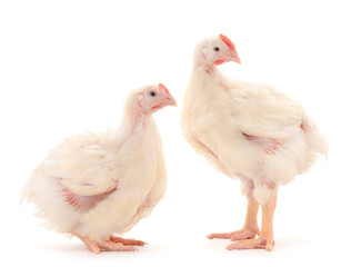 Two chicken or young broiler chickens. - obrazy, fototapety, plakaty