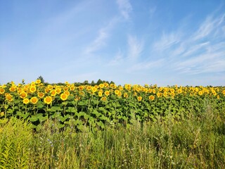 sunflower field with blue sky