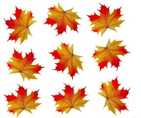 Naklejka na ściany i meble Set of maple autumn leaves