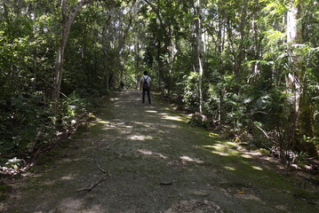 La selva maya 