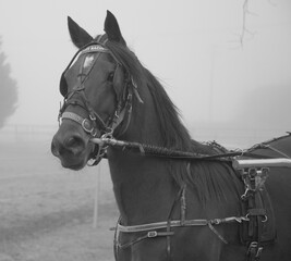 portrait of a horse, harness racing