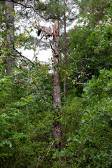 Fototapeta premium tree in the woods