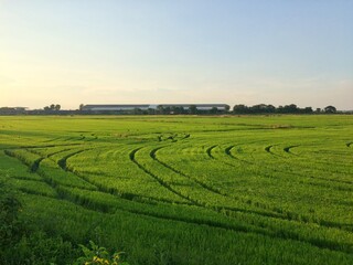 View of the green rice fields with grooves on the runway for farming.