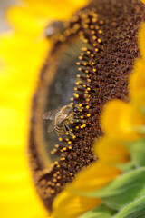bee bees on flower collecting honey in summer season macro photography