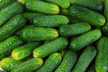 Fresh cucumbers with dew drops.