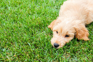 Multigen Goldendoodle