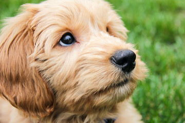Multigen Goldendoodle