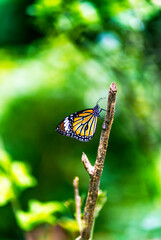 Fototapeta na wymiar butterfly on a stick