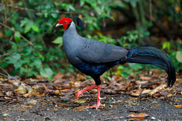 Siamese Fireback (Male) walking in the forest