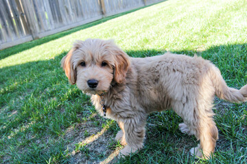 Multigen Goldendoodle