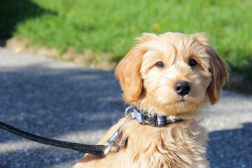 Multigen Goldendoodle