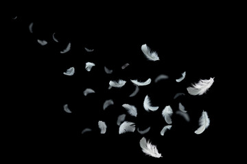 Light fluffy a white feathers floating in the dark. Feather abstract on black background.