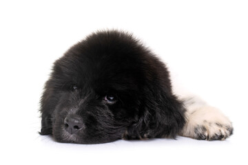 Obraz premium black and white puppy newfoundland dog