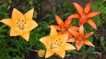 yellow and orange blooming garden lilies on a dark green background of the foliage of a summer flower bed