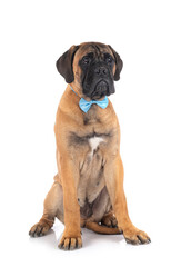 young bullmastiff in studio