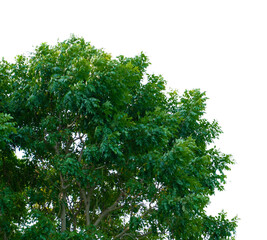 Tree isolated on white background. With clipping path.