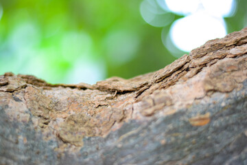 Close-up the tree bark on green background