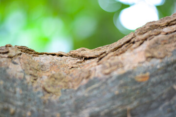 Close-up the tree bark on green background
