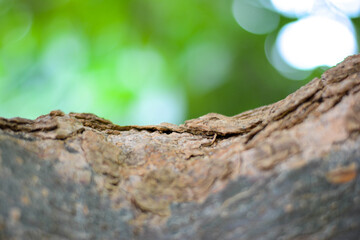 Close-up the tree bark on green background