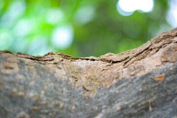 Obraz premium Close-up the tree bark on green background