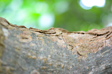 Close-up the tree bark on green background