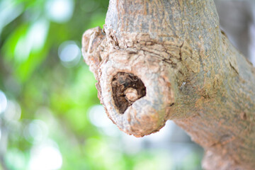 Close-up the tree bark on green background