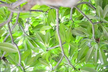Tree branch, Under the shade of trees