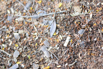 Old cigarette butt, closeup cigarette butt on the dry leaves in the forest.