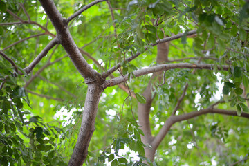 Tree branch, Under the shade of trees