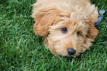 Multigen Goldendoodle