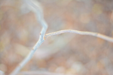 Close-up the dry twigs on brown background
