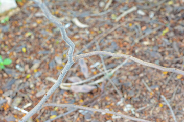 Close-up the dry twigs on brown background