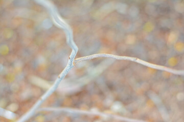 Close-up the dry twigs on brown background