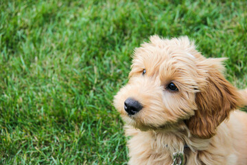 Multigen Goldendoodle