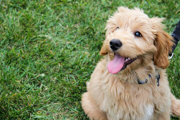 Multigen Goldendoodle