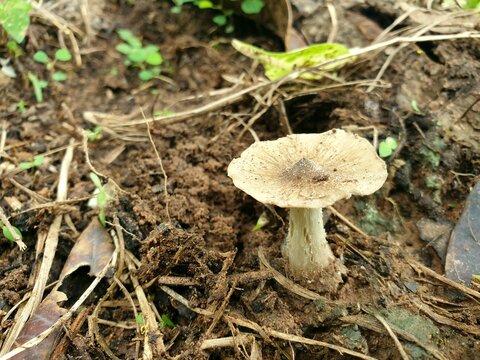 Termite mushrooms in the forest of the countryside of Thailand.